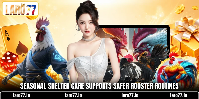 Seasonal shelter care supports safer rooster routines Seasonal shelter care supports safer rooster routines